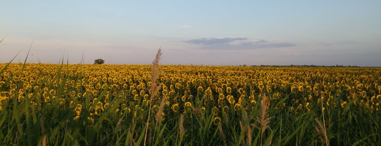 Kreatív verseny Litha Ünnepre!